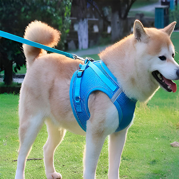 Fényvisszaverő Kutya-Macskahám Pórázzal
